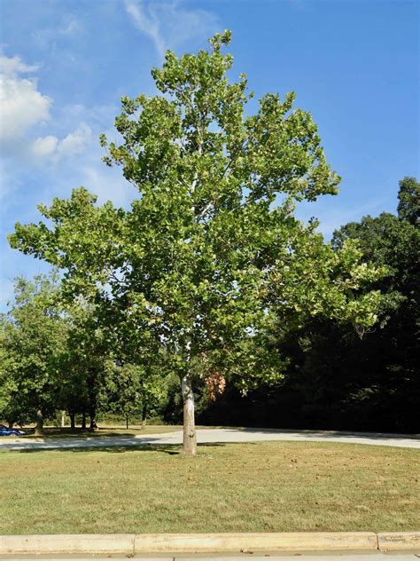 Goddard Moon Tree