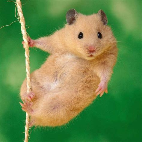Hamster Background Kolpaper Awesome Free Hd Wallpapers