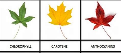 Why Are The Leaves Of Some Plants Not Green In Colour