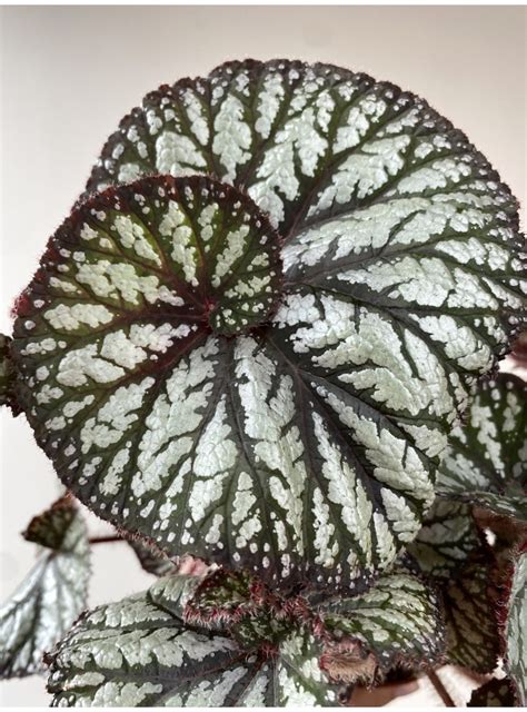 Begonia Rex Spiralis