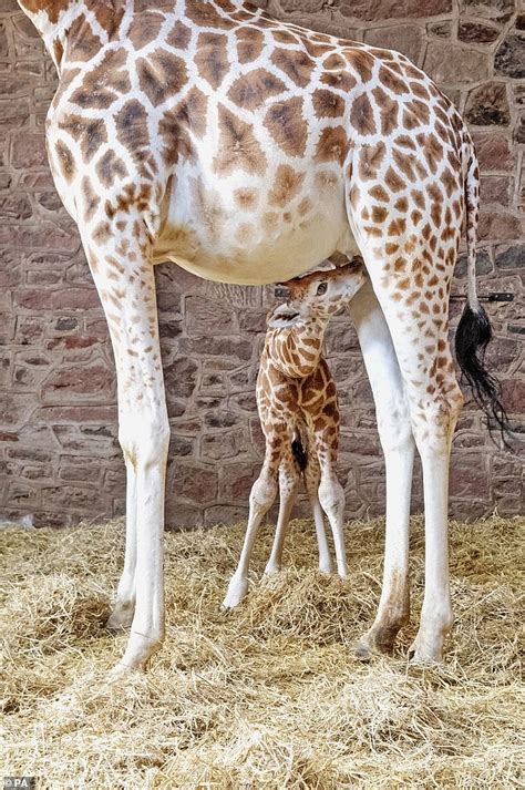 Heartwarming Moment Giraffe Gives Birth To Gangly Calf Who Then Takes