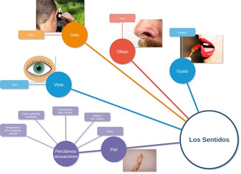 37 Mapa Conceptual Del Sentido Del Olfato Png Maesta Images