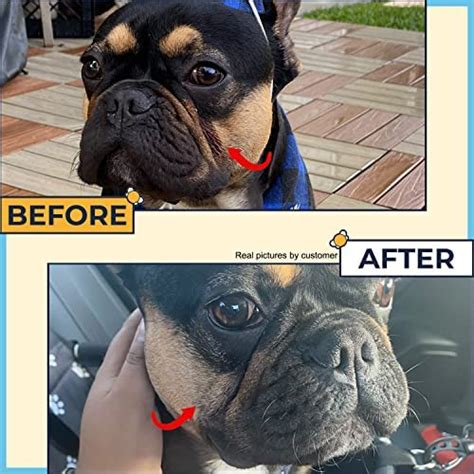 How To Care For English Bulldogs Skin