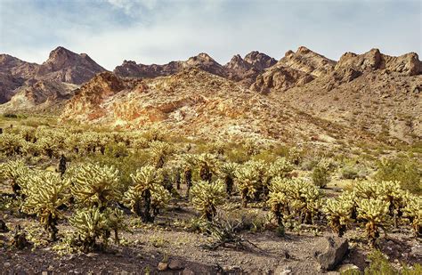 Scenic Desert With Cholla Cactus Photograph By Evgeniya Lystsova Fine