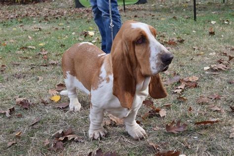 Basset Hound Information And Dog Breed Facts
