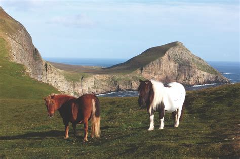 The Shetland Pony | Shetland Visitor