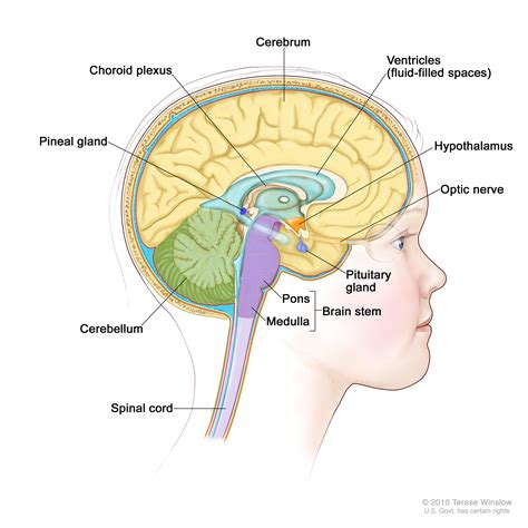 Childhood Central Nervous System Embryonal Tumors Treatment Pdq