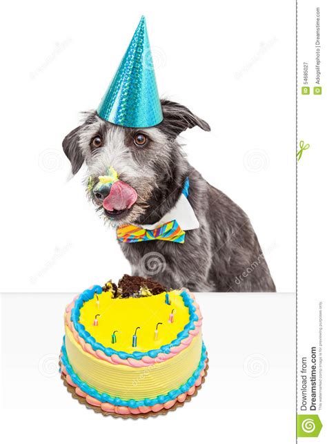 Messy Birthday Dog Eating Cake Stock Image Image Of