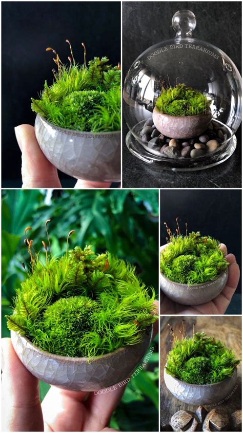 Miniature Moss Dish Garden Wabikusa With Display Case Moosgarten