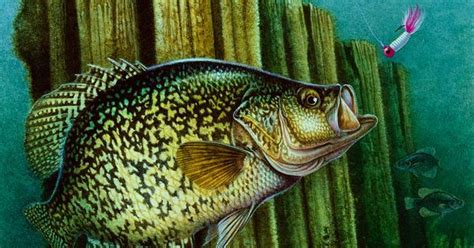 Crappie And Posts Painting By Jon Q Wright Fish Art Pinterest