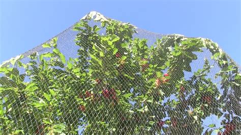 While you may enjoy having birds visit your garden, perhaps you draw the line if we don't net our cherry tree we don't get any fruit at all. Quick review of Wilson's Anti Bird Netting - Protecting ...