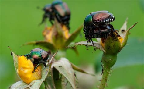 The Story Of Japanese Beetles And How To Fight Them Japanese