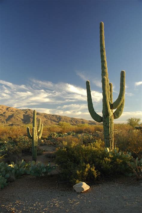Best sellers prime customer service new releases find a gift today's deals books gift cards amazon basics kindle books pharmacy fashion an old building from a past roadside attraction was torn down next to the fallen saguaro cactus. Saguaro National Park | National parks, Beautiful places ...