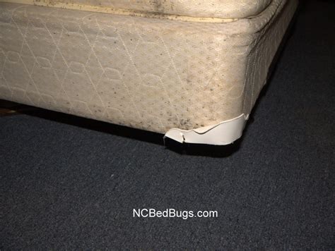Bed bugs can hide in your carpet, so make sure to vacuum your floor (especially where the floor meets the wall), your mattress, and even your box determine which surfaces show signs of infestation. Dr. Bed Bug - free education material on bed bugs (Cimex ...