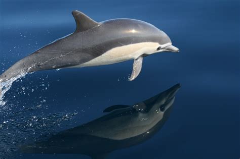 Taken During A Dolphin Sighting Trip Off The Coast Of California