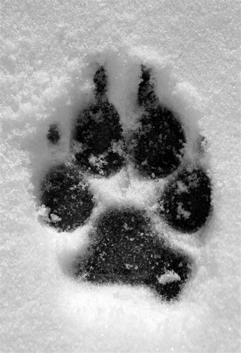 Prints In The Snow Dog Love Dogs And Puppies Pets