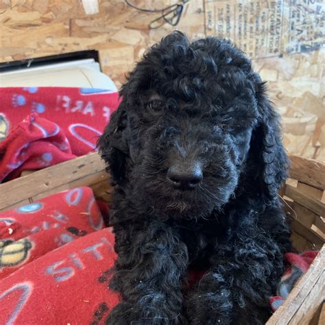 Luke had been saving his $ for a toy doodle while battling a hard fought battle with brain cancer. Goldendoodle Puppies For Sale | Paxton, IL #322701