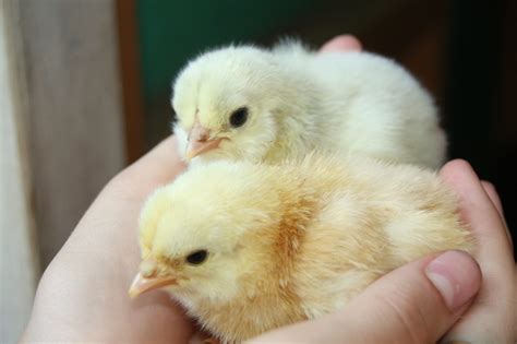 New Baby Chicks Hatched Warning Overload Of Cute Pictures