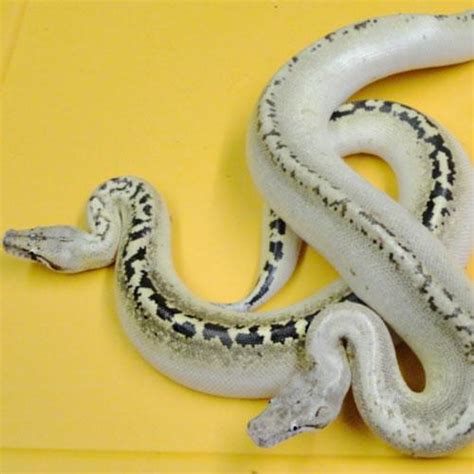Ivory Blood Python Cb Babies