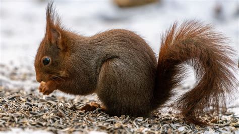 Download Wallpaper 1920x1080 Squirrel Paws Rodent Seeds Animal Full