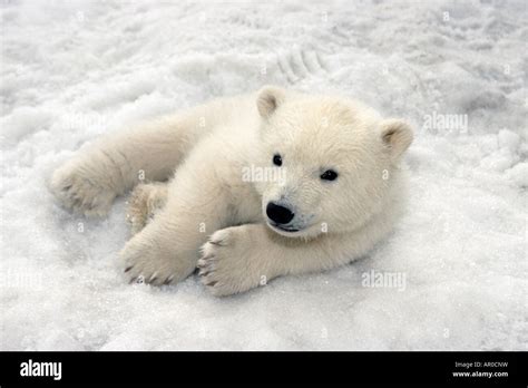 Polar Bear Cub Playing In Snow Alaska Zoo Stock Photo Alamy