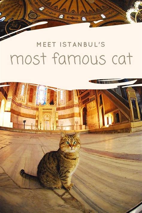 Gli The Hagia Sophia Cat Is Istanbul S Most Famous Feline Even Obama