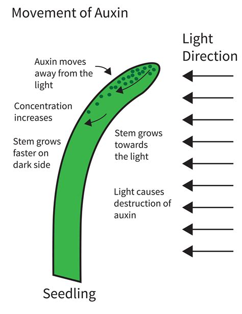 What Are Plant Auxins And How Do They Affect Plant Growth