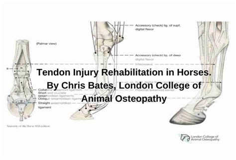 Tendon Injury Rehabilitation In Horses Etaa