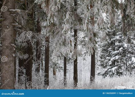 Pine Forest In The Snow Snow Falls To The Ground Stock Image Image