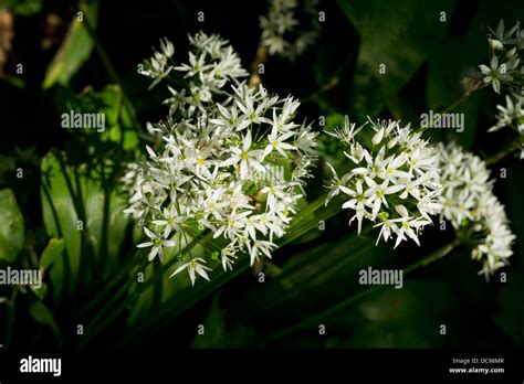 Wild Garlic In Flower In Spring Edible Leaves And Flowers Stock Photo