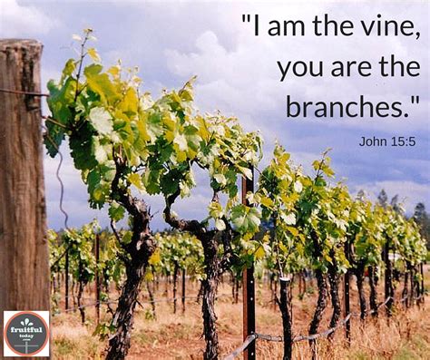 I Am The Vine You Are The Branches1