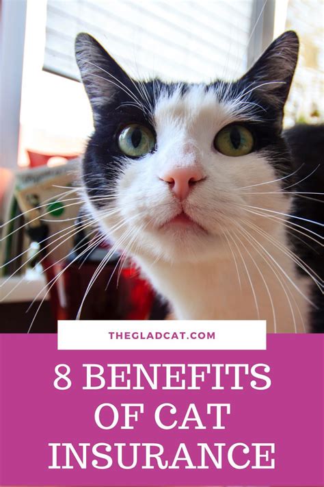 8 Benefits Of Cat Insurance In 2021 Cat Insurance Cats Cat Parenting