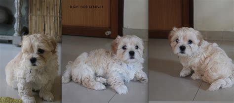 We raise pure breed akc registered havanese puppies for family companions. Havanese Puppies for Sale(Neeta Godambe 1)(8977) | Dogs ...