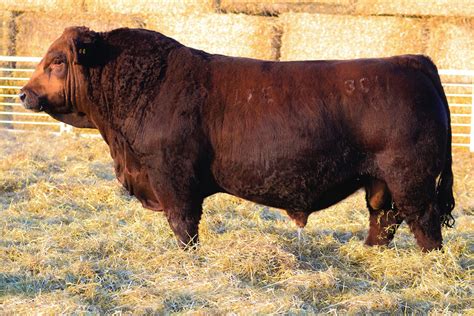 Red Simmental Archives Lewis Farms Ltd
