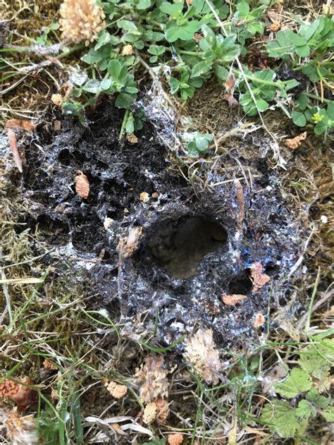 Small Holes With Slime On Outside — Bbc Gardeners World Magazine