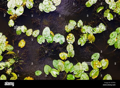 An Aerial View Of Lily Pads Floating On Water Stock Photo Alamy