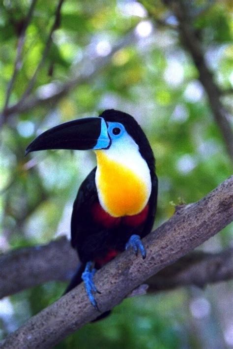 Toucan Peru 3 Nature Birds Pet Birds Colorful Birds