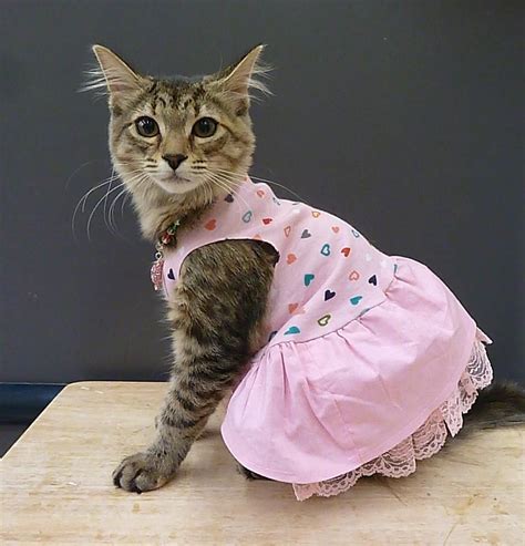 pretty in pink cat clothes cat dresses cats