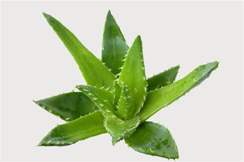 Lidah buaya dapat menjadi alternative pengganti obat kimia dalam menghancurkan sel kanker dengan berbagai kemasan. Prakarya Kewirausahaan: Membuat Kosmetik Dari Bahan Nabati ...
