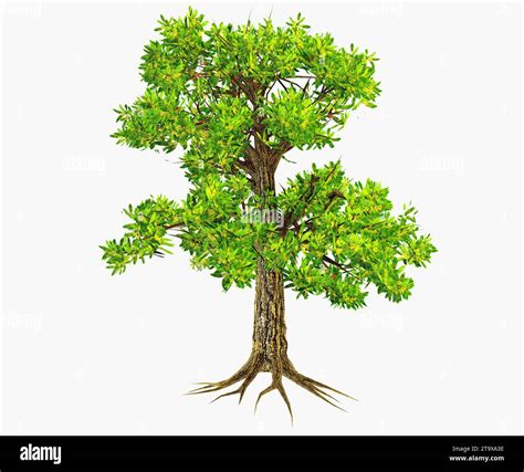 Prehistoric Plants Cut Out Stock Images And Pictures Alamy