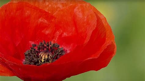 The Poppy A Symbol Of Remembrance Youtube