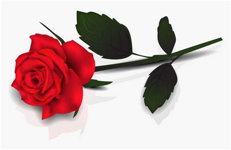 Single Rose Flowers Png Single Red Rose Transparent Background Png