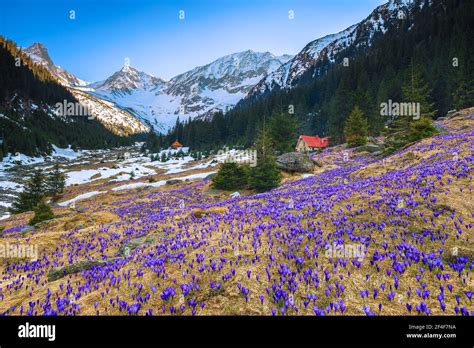 Amazing Flowery Fields With Spring Flowers And Snowy Mountains Purple