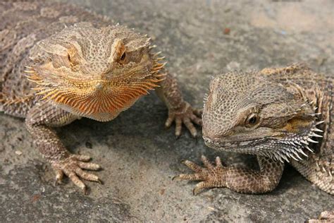Male Vs Female Bearded Dragon How To Tell The Difference