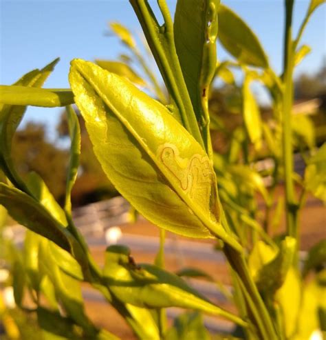 Reading Citrus Leaves Greg Alders Yard Posts Southern California