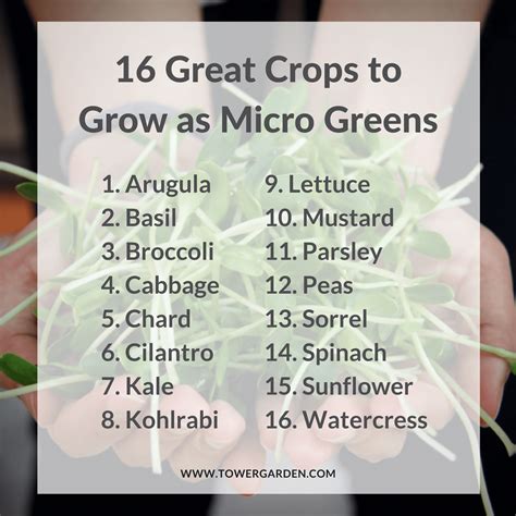 Micro Greens How To Quickly And Easily Grow Your Own