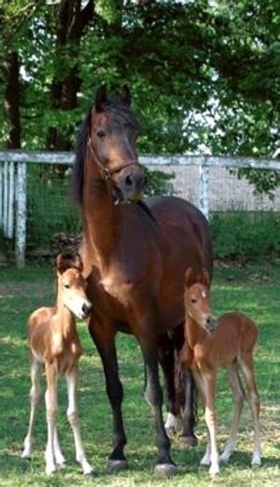 Images Of Horses With Twins Mare With Her Twin Foals Horse Horses N