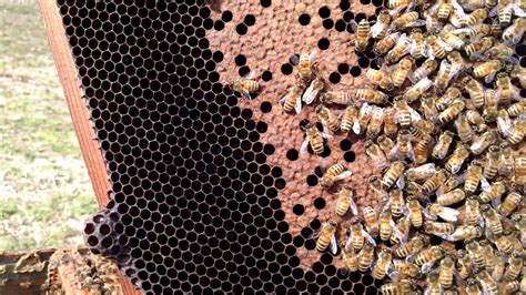 Honey Bee Eggs And Capped Brood In January Youtube