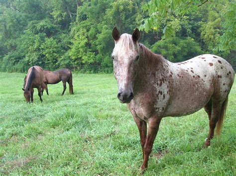 Pinto Horse In Pasture Free Stock Photo Public Domain Pictures