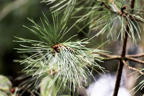 Pomocou Ihiel Identifikujte Bežné Severoamerické Ihličnaté Stromy